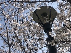 -高东镇樱花园