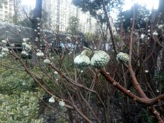 -南通博物苑-崇川人民公园