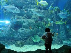 -芜湖新华联大白鲸海洋公园