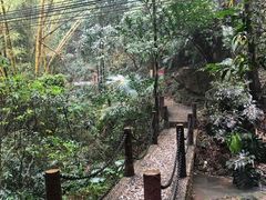 -滴水岩森林公园