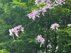-华西坝(地铁站)