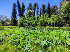 -墨尔本皇家植物园