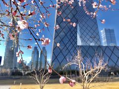 -中央广播电视总台(光华路办公区)