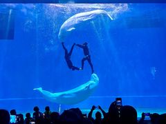 -芜湖新华联大白鲸海洋公园