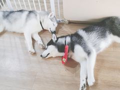 -Husky Go! 哈士奇体验馆·宠物咖啡厅狗咖