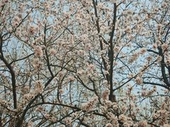 -桃花堤公园