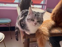 -70cat德文卷毛猫·缅因猫纯种猫舍