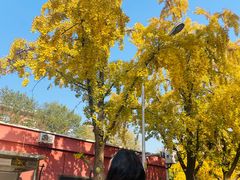 -三里屯东五街银杏大道