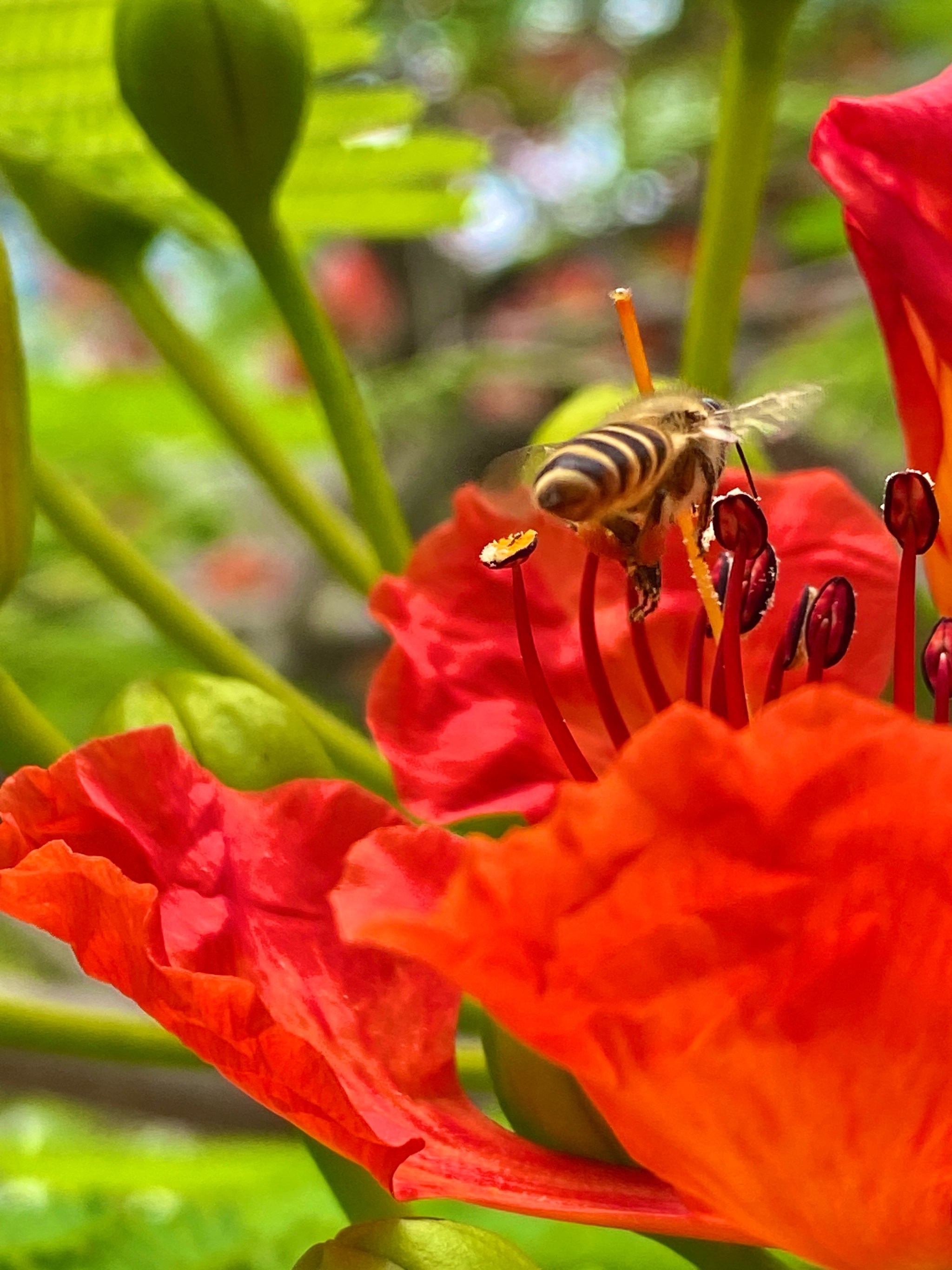 深圳凤凰花开,夏天的热烈已经抵达