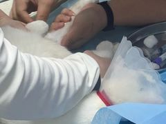 -纳吉亚猫专科动物诊疗中心(蒋宅口分院)