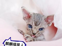 -十年猫舍·猫咪专门店(普陀店)