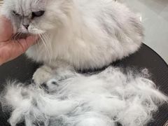 -momokira米努特·德文卷毛猫·棉花面纱犬