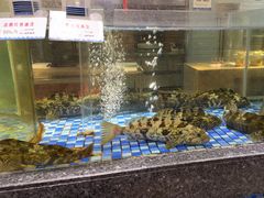 -海派美食·家宴海鲜青岛菜·石锅鲽鱼头(东方城店)