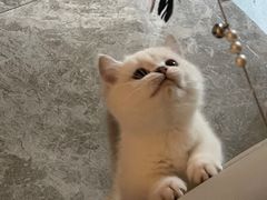 -老吴的猫·猫舍(新区店)