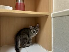 -谐和益家动物医院·免疫绝育·血液透析·宠保定点医院(高新伊藤分院)