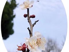 -香雪海