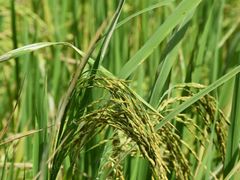 -开平碉楼文化旅游区马降龙景区