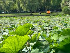 -无锡蠡湖国家湿地公园-蠡园