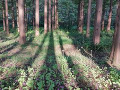 -黄海国家森林公园