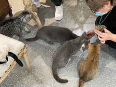 -共舞时光猫咖·狗咖(新街口店)