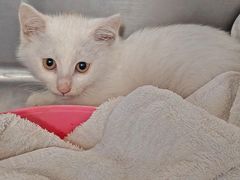 -纳吉亚猫专科动物诊疗中心(蒋宅口分院)