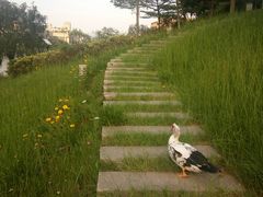 -厦门国家会计学院