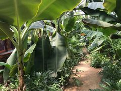-呀路古热带植物园