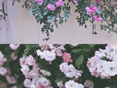 -颐和路民国时期公馆风貌区
