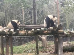 -都江堰中华大熊猫苑
