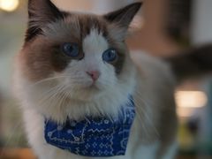-喵喵咪呀布偶猫咖(春熙路店)