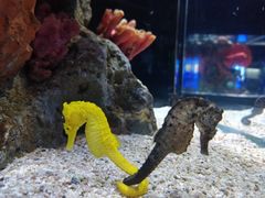 -暹罗海洋世界