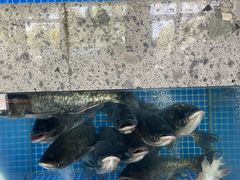 -壹只菜·崇明本地特色菜(崇明南门店)