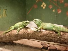 -上海大自然野生昆虫馆