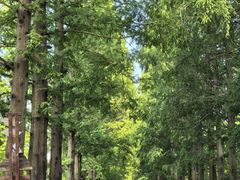 -黄海国家森林公园