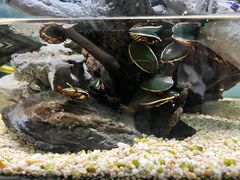 -上海大自然野生昆虫馆