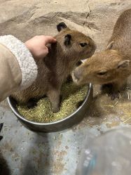 -Zoolung Zoolung动物主题公园(海信广场店)