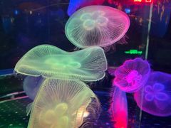 -太平洋海底世界