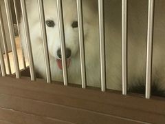 -more than meow吴止猫主题餐厅(承德 中船汇店)