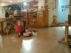 android_upload_pic-猫咖时代(中山亭店)