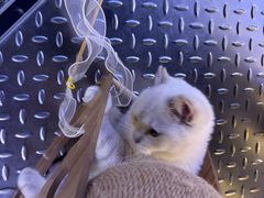 -满记甜品(王府井北京市百货大楼店)