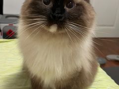 -中农大我爱我爱动物医院·核磁CT·猫病·24小时夜诊中心(石佛营店)