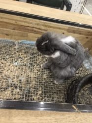 -神奇动物撸宠馆·羊驼·小浣熊·异宠(豫园店)
