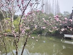 -上海醉白池公园