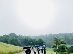 -大塘金香草谷
