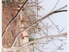 -大自然农场蔬菜草莓采摘园