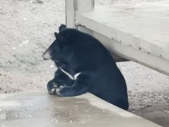 -石家庄市动物园