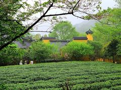 -中国茶叶博物馆(双峰馆区)