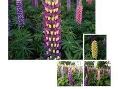 -白塘生态植物园