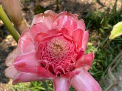 -中国科学院西双版纳热带植物园
