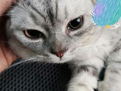 -东莞宠友24H宠物中心医院·转诊夜诊·异宠(新河北路院)